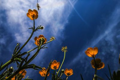 Low angle view of flowering plant against blue sky