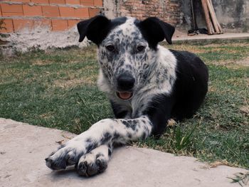 Portrait of dog sitting on field