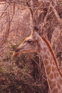 Giraffe side portrait 