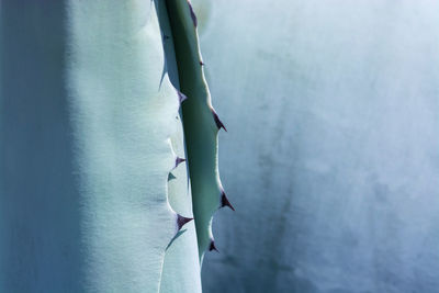 Close-up of white flowering plant against wall