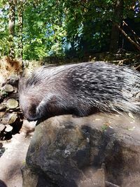 View of an animal on rock