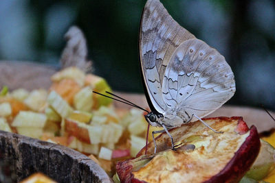 Close-up of butterfly on rotten apple