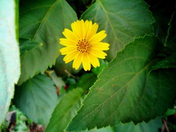 Close-up of yellow flowers