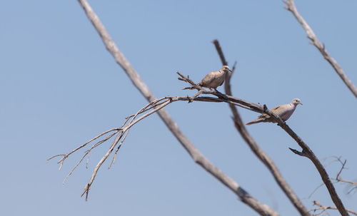 Low angle view of mourning doves perching on branch against clear sky