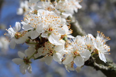 Close-up of white cherry blossoms