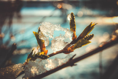 Close-up of frozen plant