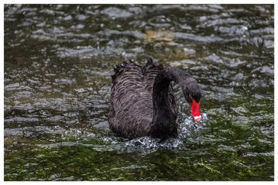 Close-up of black swan swimming on lake