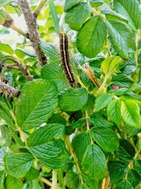 Close-up of caterpillar on plant