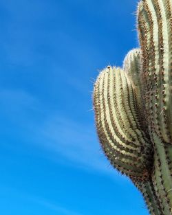 Low angle view of plant against clear blue sky