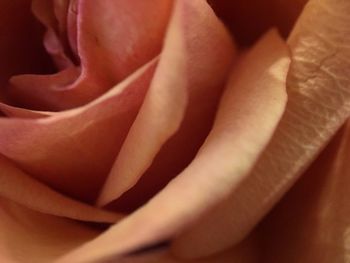 Close-up of rose