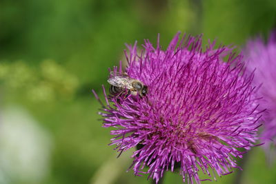 Close-up of butterfly pollinating on pink flower