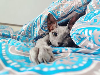 Portrait of dog resting on bed at home