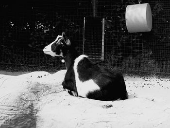 Dog relaxing on snow covered landscape during winter