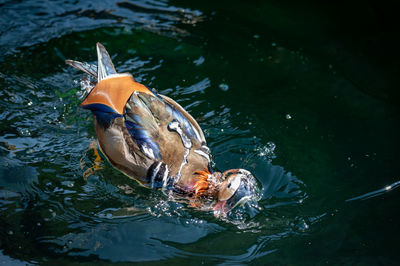 High angle view of duck swimming in lake