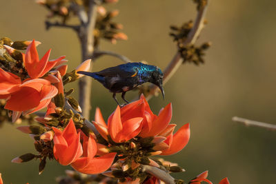 Close-up of honey bee on flower