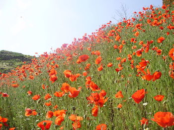 Close-up of poppies blooming on field against clear sky