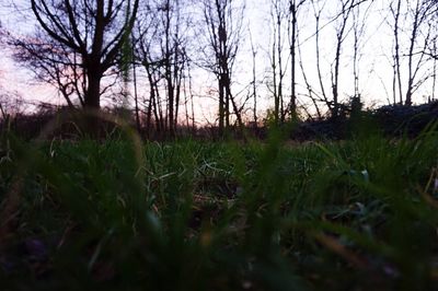 Bare trees on grassy field