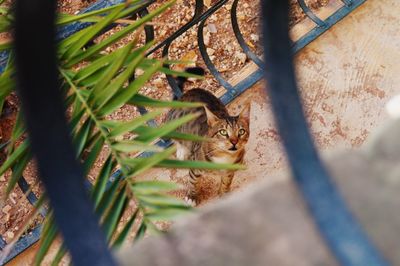 High angle view of cat seen from balcony