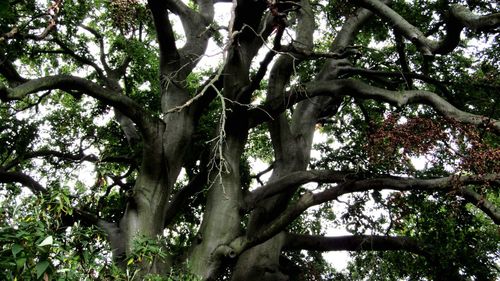Low angle view of trees in forest