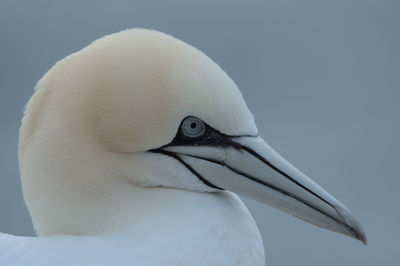 Close-up of a bird