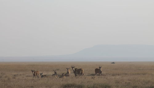 Antelopes on landscape against sky