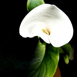 Close-up of white flower against black background