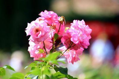 Close-up of pink flowering plant