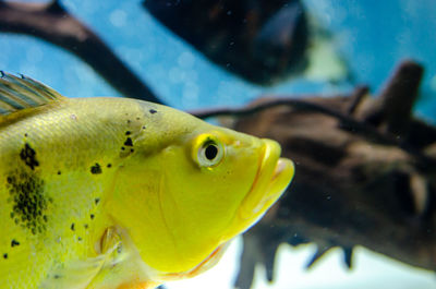 Close-up of yellow fish swimming in aquarium