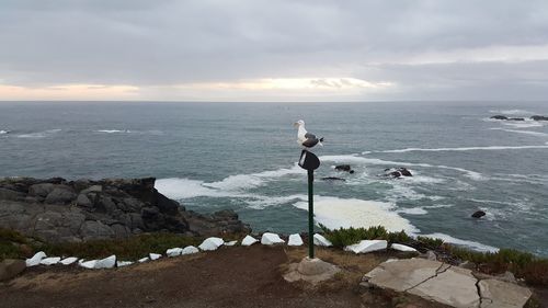 Seagull on rock by sea against sky