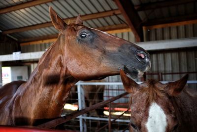 Horses standing in stable