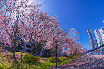 Trees in park with buildings in background