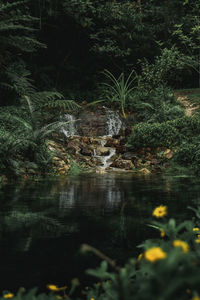 Scenic view of lake in forest