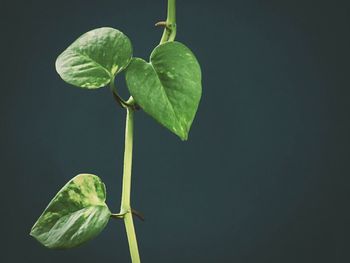 Close-up of fresh green leaf against black background