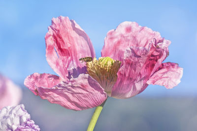 Close-up of insect on pink flower