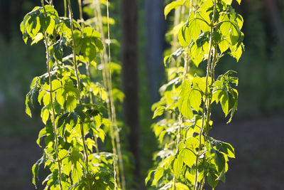 Hop farm field with lupulus plants for make beer