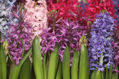 Hyacinths are floral plants with spherical bulbs