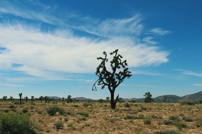 Tree on field against sky