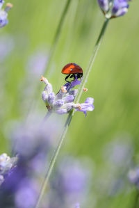 Close-up of insect on purple flower