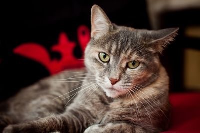 Close-up portrait of cat