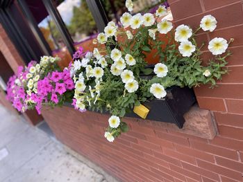 High angle view of potted plant