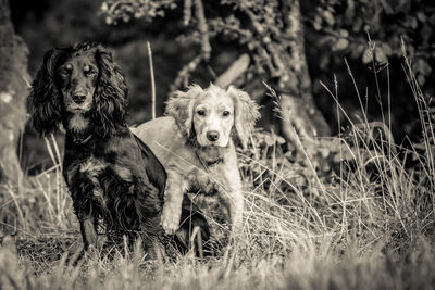 Portrait of dog on grass