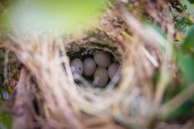 Close-up of bird in nest