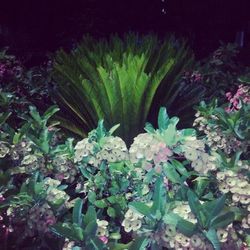 Close-up of flowers growing on plant
