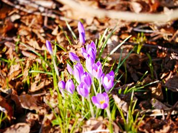 Close-up of purple crocus blooming on field