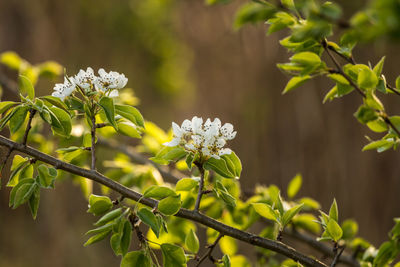A beautiful white pear tree flowers in spring. fruit tree blossoming in garden in latvia.
