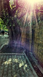 Sunlight falling on trees