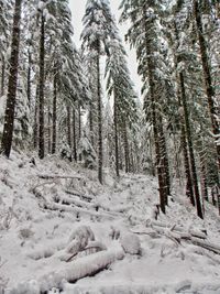 Snow covered trees in forest