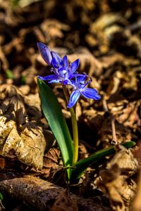 Close-up of purple crocus flower on field