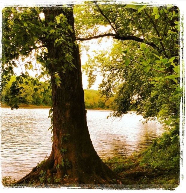 TREE BY LAKE IN FOREST