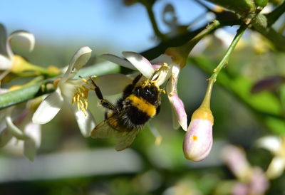 Close-up of bumblebee pollinating on white flower